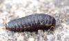 Thanatophilus sp.